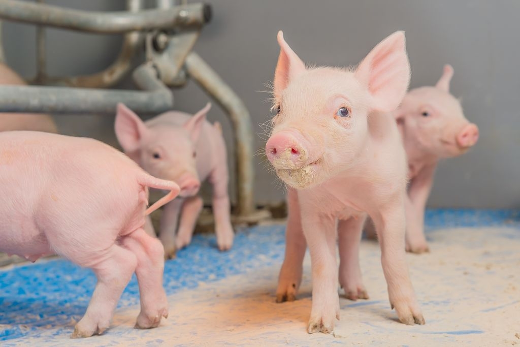 Tiêu chảy sau cai sữa, heo con, probiotic, Bacillus subtilis DSM 32540, sức khỏe đường ruột