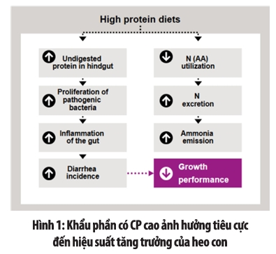Tiêu chảy sau cai sữa, heo con, probiotic, Bacillus subtilis DSM 32540, sức khỏe đường ruột