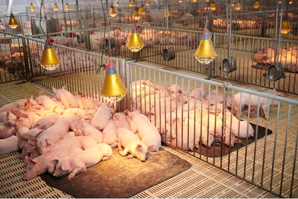 Tiêu chảy sau cai sữa, heo con, probiotic, Bacillus subtilis DSM 32540, sức khỏe đường ruột