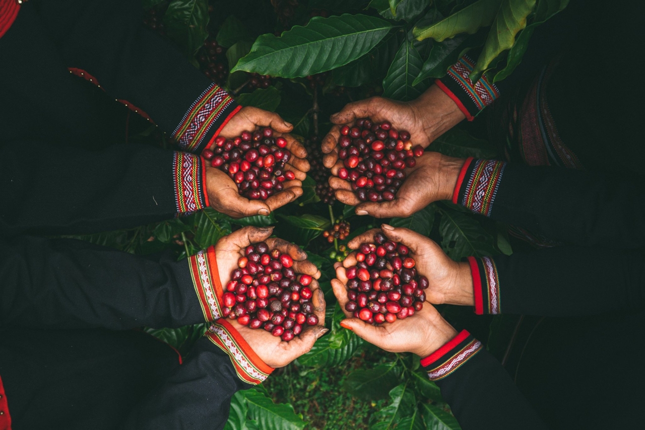 Giá cà phê 25/11/2025: Nông dân phấn khởi nhưng lo trộm cà phê