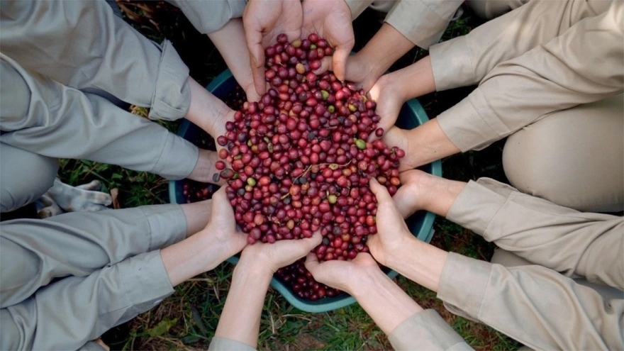 Giá cà phê hôm nay 25/11/2025, giá cà phê Tây Nguyên, giá cà phê tăng mạnh, nạn trộm cà phê, cà phê Robusta, thị trường cà phê thế giới