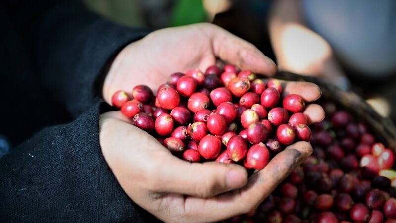 Giá cà phê hôm nay 25/11/2025, giá cà phê Tây Nguyên, giá cà phê tăng mạnh, nạn trộm cà phê, cà phê Robusta, thị trường cà phê thế giới