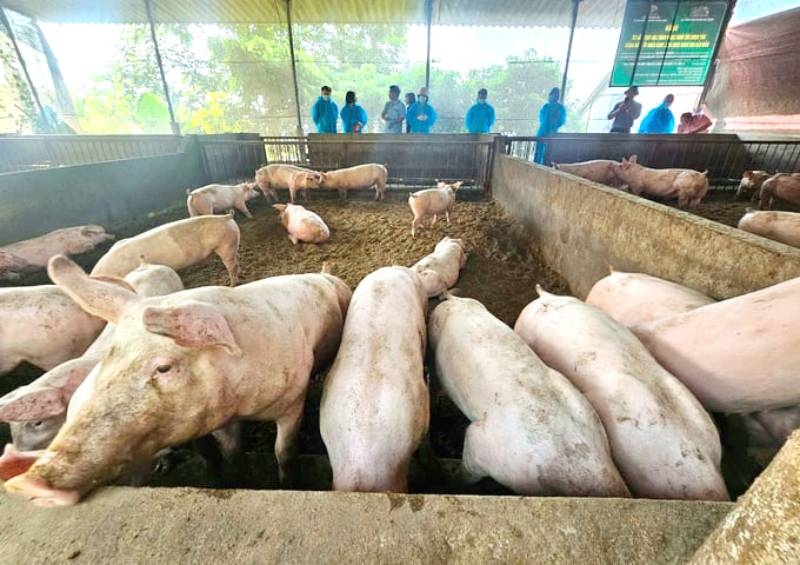 Giá heo hơi hôm nay, giá heo hơi 25/11, giá heo hơi miền Bắc, giá heo hơi miền Trung, giá heo hơi miền Nam, thị trường heo hơi, giá heo hơi Tết