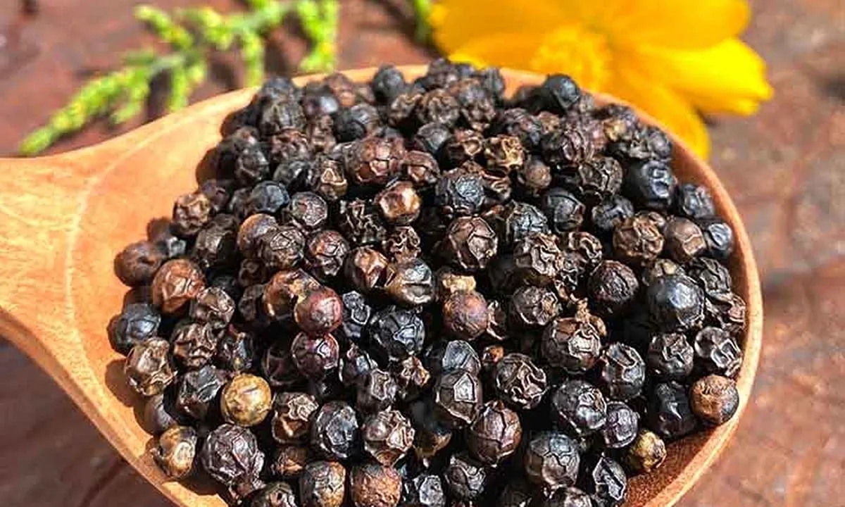 Giá tiêu hôm nay 25/11/2025: Liệu mốc 150.000 đồng/kg có thành hiện thực?