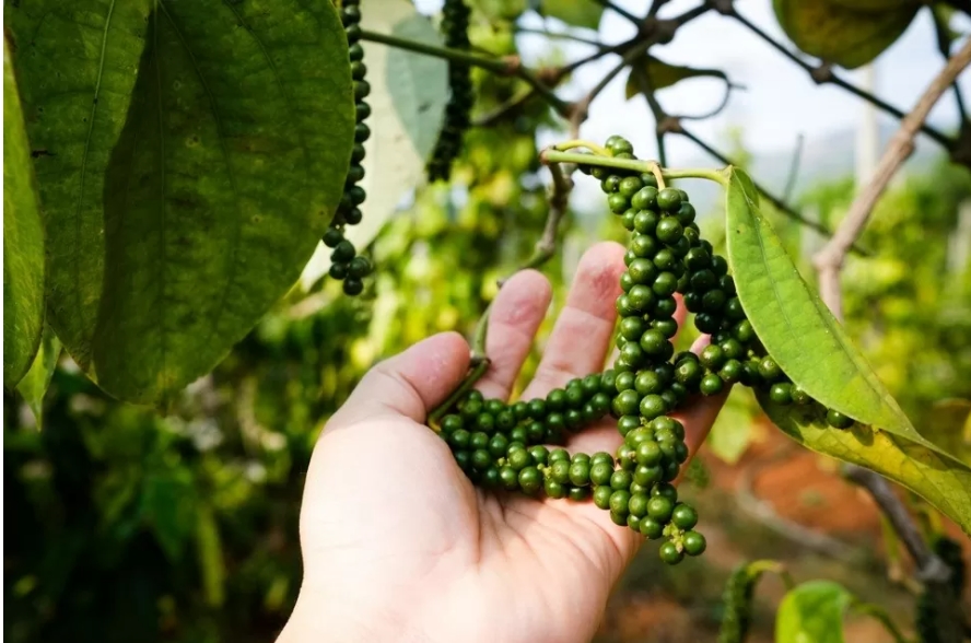 Giá tiêu hôm nay 25/11/2025, Giá tiêu 25/11, giá tiêu trong nước, giá tiêu Tây Nguyên, giá tiêu Đông Nam Bộ, thị trường hồ tiêu, nông dân giữ hàng