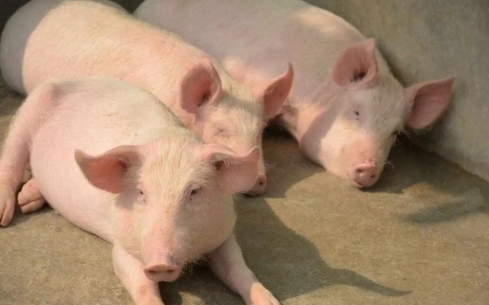 Dự báo giá heo hơi 27/11/2025, giá heo hơi hôm nay, giá heo hơi tăng, giá heo hơi miền Bắc, giá heo hơi miền Trung, giá heo hơi miền Nam, thị trường heo hơi