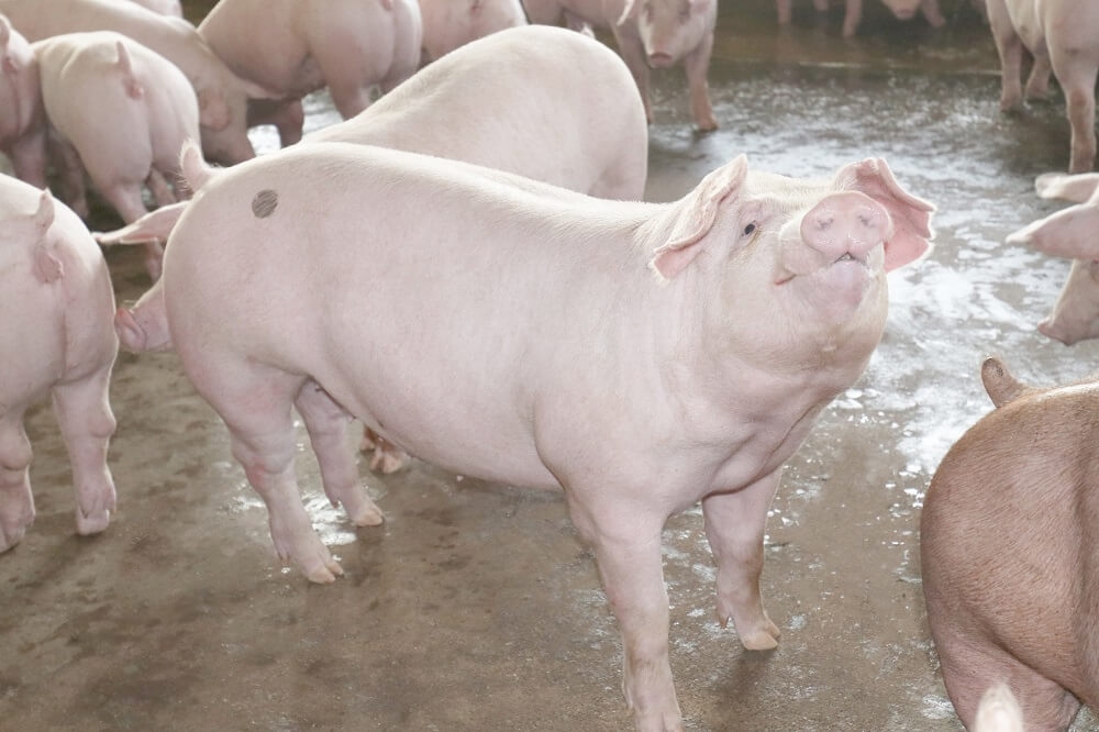 Giá heo hơi 26/11/2025, giá heo hơi hôm nay 26/11, giá heo hơi miền Bắc, giá heo hơi miền Trung, giá heo hơi miền Nam, giá heo tăng giảm, thị trường heo hơi