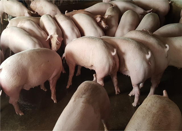 Giá heo hơi 26/11/2025, giá heo hơi hôm nay 26/11, giá heo hơi miền Bắc, giá heo hơi miền Trung, giá heo hơi miền Nam, giá heo tăng giảm, thị trường heo hơi