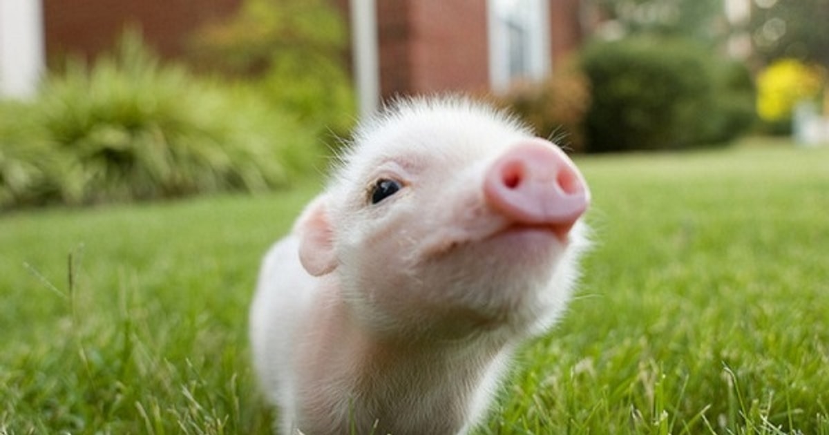 Dự báo giá heo hơi 28/11/2025, giá heo hơi hôm nay, giá heo hơi cuối năm, thị trường heo hơi