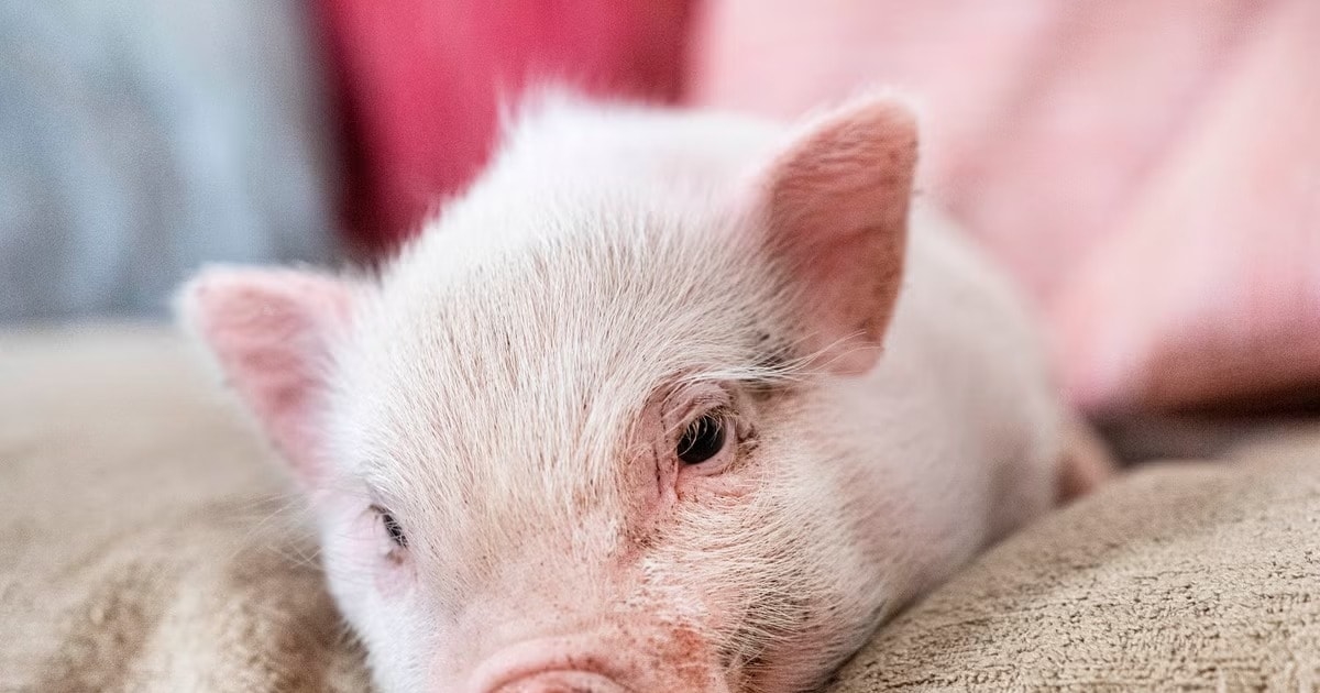 Dự báo giá heo hơi 28/11/2025, giá heo hơi hôm nay, giá heo hơi cuối năm, thị trường heo hơi