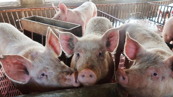 Dự báo giá heo hơi 28/11/2025, giá heo hơi hôm nay, giá heo hơi cuối năm, thị trường heo hơi