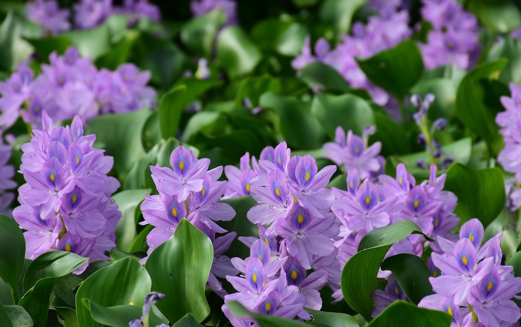 tử vi 28/11/2025, tử vi 12 con giáp, vận trình hôm nay, tử vi Dần Mùi, tài lộc Mão Thân