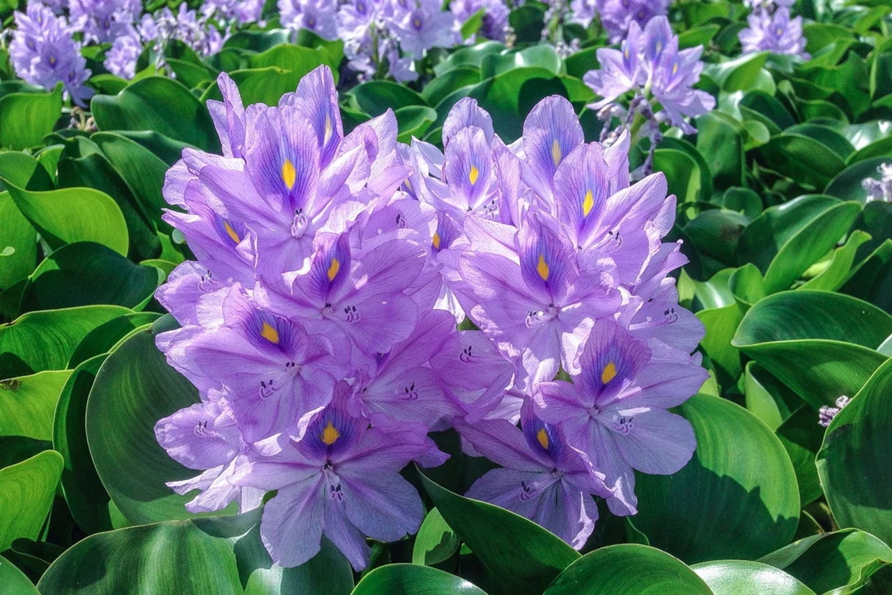 tử vi 28/11/2025, tử vi 12 con giáp, vận trình hôm nay, tử vi Dần Mùi, tài lộc Mão Thân