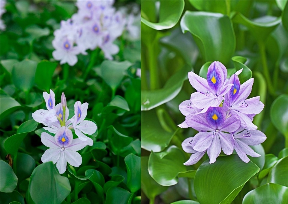 tử vi 28/11/2025, tử vi 12 con giáp, vận trình hôm nay, tử vi Dần Mùi, tài lộc Mão Thân