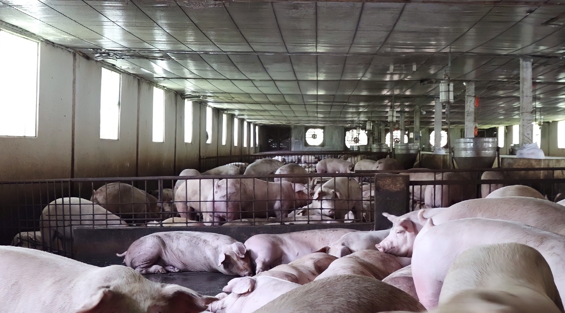 giá heo hơi hôm nay, giá heo hơi 27/11/2025, giá lợn hơi, giá heo miền Bắc, giá heo miền Trung, giá heo miền Nam, giá heo tăng