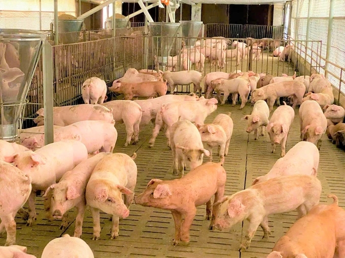 giá heo hơi hôm nay, giá heo hơi 27/11/2025, giá lợn hơi, giá heo miền Bắc, giá heo miền Trung, giá heo miền Nam, giá heo tăng