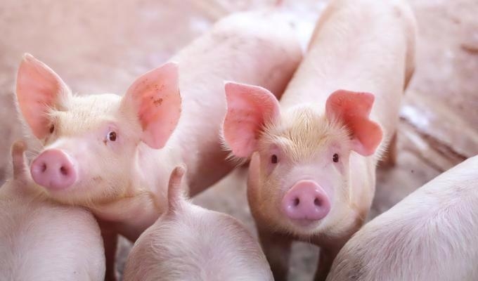 Dự báo giá heo hơi 29/11/2025: Đà tăng lan rộng, nhiều nơi có thể nhích thêm 1.000 đồng/kg