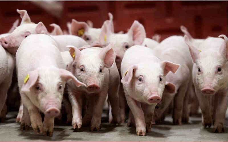 dự báo giá heo hơi 29/11, giá heo hơi hôm nay, giá heo tăng nhẹ, thị trường heo hơi miền Trung, giá heo miền Bắc, giá heo miền Nam