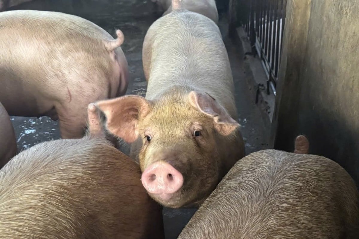 dự báo giá heo hơi 29/11, giá heo hơi hôm nay, giá heo tăng nhẹ, thị trường heo hơi miền Trung, giá heo miền Bắc, giá heo miền Nam