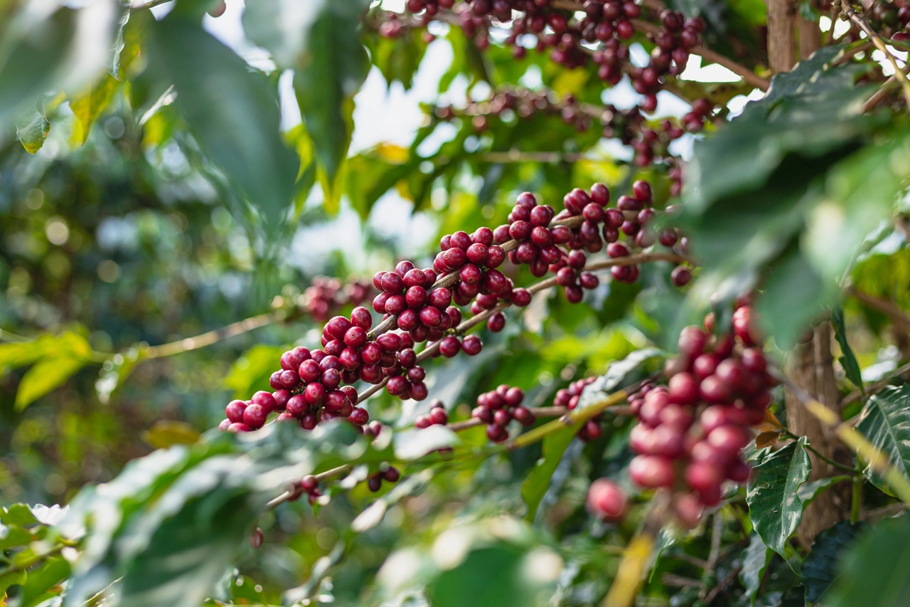 giá cà phê hôm nay, giá cà phê 28/11/2025, giá cà phê tăng mạnh, cà phê Tây Nguyên, cà phê robusta, thị trường cà phê.