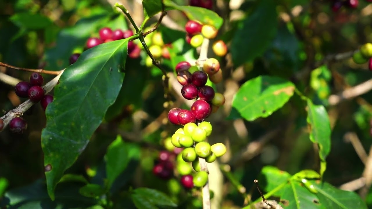 giá cà phê hôm nay, giá cà phê 28/11/2025, giá cà phê tăng mạnh, cà phê Tây Nguyên, cà phê robusta, thị trường cà phê.