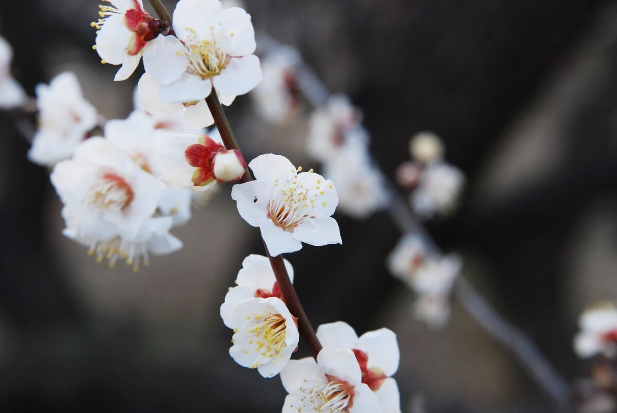 tử vi tháng 12/2025, tử vi 12 cung hoàng đạo, dự báo chiêm tinh 2025, vận mệnh cung hoàng đạo tháng 12, tử vi cuối năm