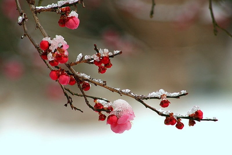 tử vi tháng 12/2025, tử vi 12 cung hoàng đạo, dự báo chiêm tinh 2025, vận mệnh cung hoàng đạo tháng 12, tử vi cuối năm