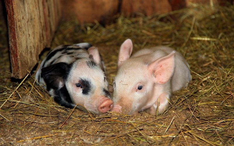 Giá heo hơi 28/11/2025, Giá heo hơi hôm nay 28/11/2025, giá heo hơi, thị trường heo hơi, giá heo hơi miền Bắc, giá heo hơi miền Trung, giá heo hơi miền Nam