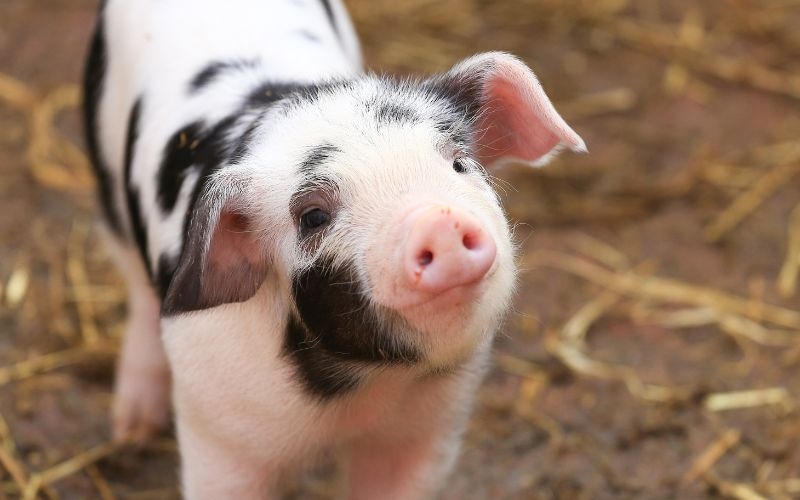 Giá heo hơi 28/11/2025, Giá heo hơi hôm nay 28/11/2025, giá heo hơi, thị trường heo hơi, giá heo hơi miền Bắc, giá heo hơi miền Trung, giá heo hơi miền Nam