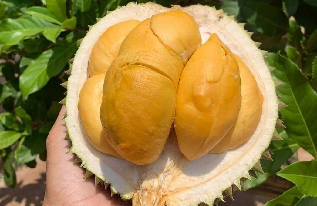 giá sầu riêng hôm nay, giá sầu riêng 28/11/2025, sầu riêng Thái loại A, giá sầu riêng miền Tây, giá sầu riêng RI6, giá sầu riêng mua xô