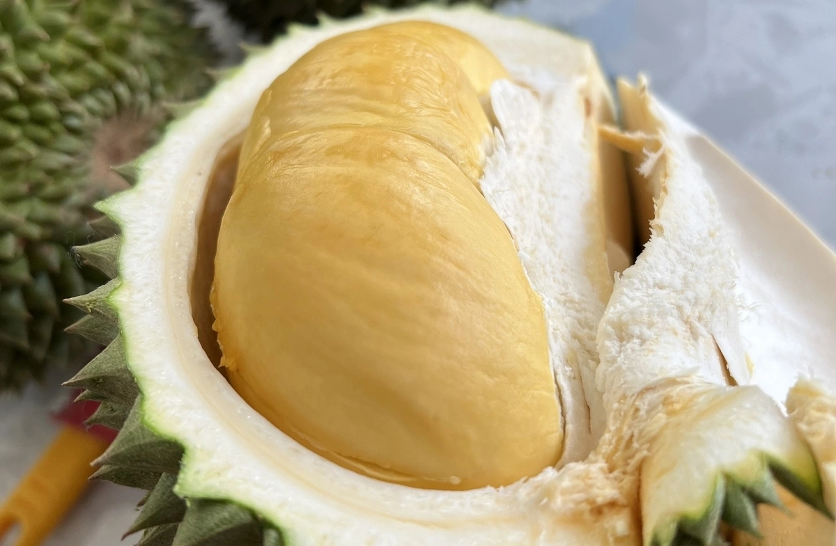 giá sầu riêng hôm nay, giá sầu riêng 28/11/2025, sầu riêng Thái loại A, giá sầu riêng miền Tây, giá sầu riêng RI6, giá sầu riêng mua xô