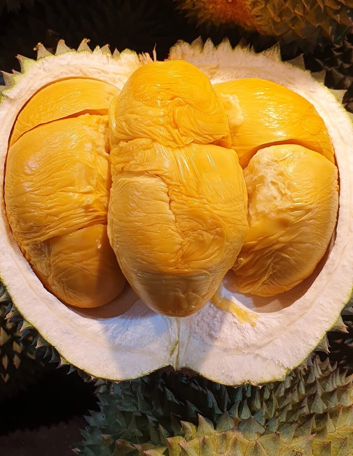 giá sầu riêng hôm nay, giá sầu riêng 28/11/2025, sầu riêng Thái loại A, giá sầu riêng miền Tây, giá sầu riêng RI6, giá sầu riêng mua xô