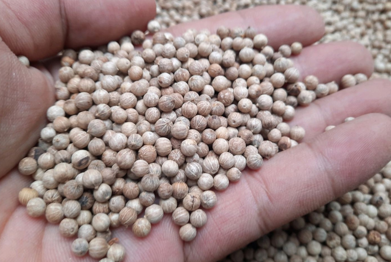 giá tiêu hôm nay, giá tiêu 28/11, giá tiêu tăng mạnh, giá tiêu Đắk Lắk, giá tiêu Đắk Nông, giá tiêu Bà Rịa – Vũng Tàu, giá tiêu Bình Phước, giá tiêu thế giới