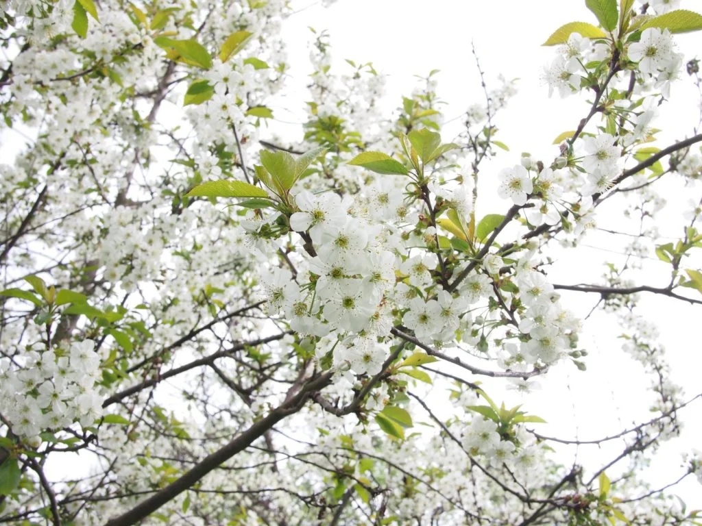 Tử vi 12 con giáp tháng 12/2025, tử vi tháng 12/2025, tử vi 12 con giáp, vận trình tháng Đinh Sửu, tử vi cuối năm Ất Tỵ, tử vi tuổi Tý Sửu Dần Mão