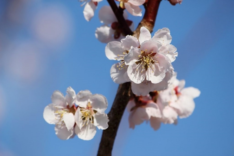 Tử vi 12 con giáp tháng 12/2025, tử vi tháng 12/2025, tử vi 12 con giáp, vận trình tháng Đinh Sửu, tử vi cuối năm Ất Tỵ, tử vi tuổi Tý Sửu Dần Mão