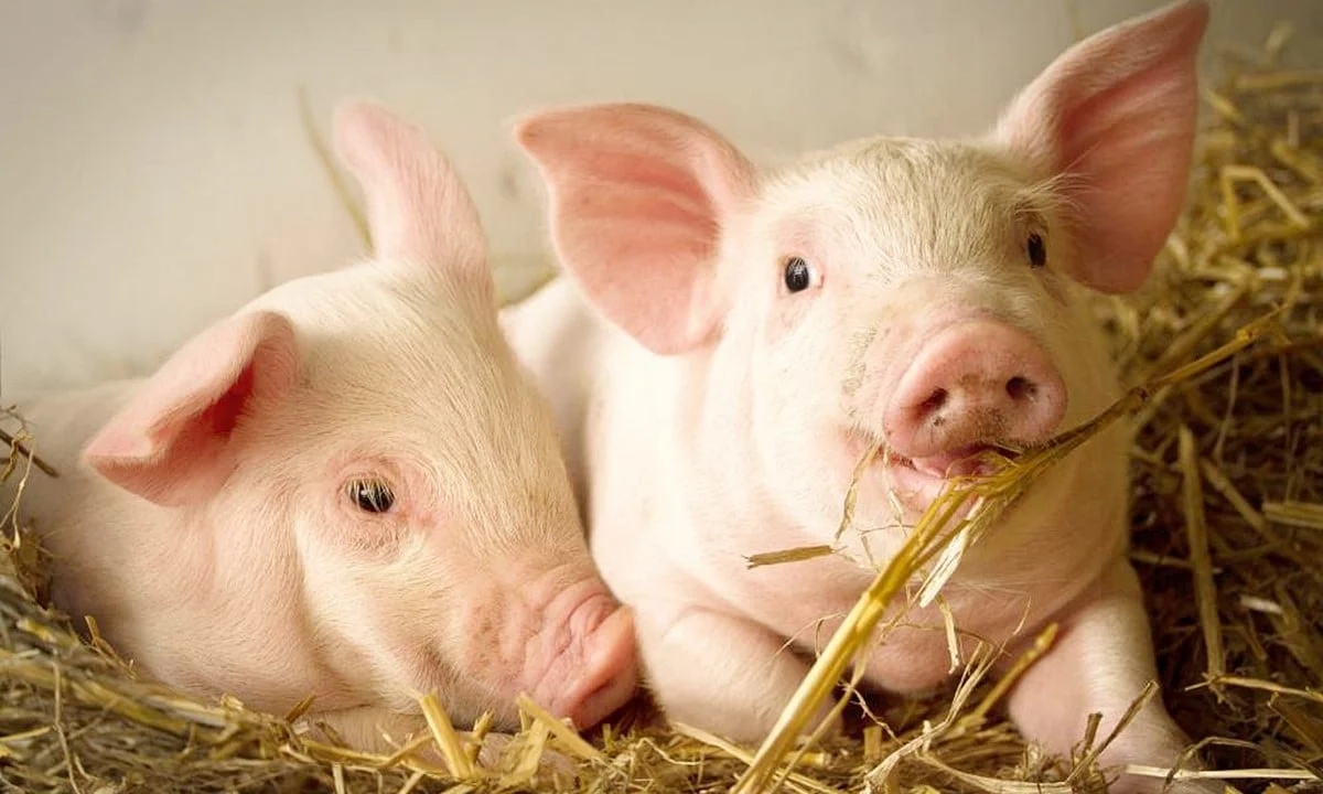 Giá heo hơi 29/11/2025, giá heo hơi hôm nay 29/11, giá heo hơi, giá heo miền Bắc, giá heo miền Trung, giá heo miền Nam, giá heo hơi mới nhất