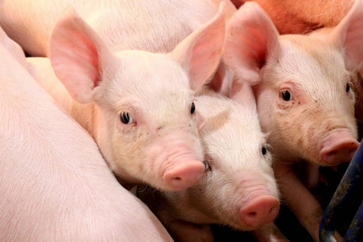 Giá heo hơi 29/11/2025, giá heo hơi hôm nay 29/11, giá heo hơi, giá heo miền Bắc, giá heo miền Trung, giá heo miền Nam, giá heo hơi mới nhất