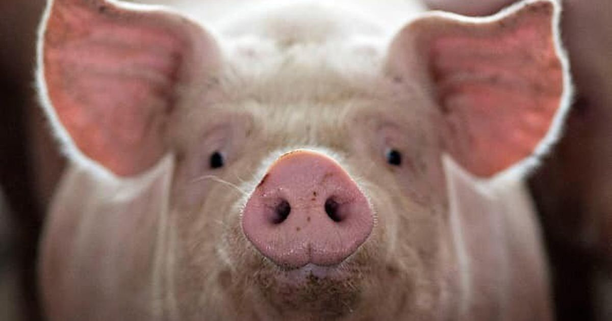 giá heo hơi 30/11/2025, dự báo giá heo hơi, giá heo hơi hôm nay, giá heo hơi, giá heo miền Bắc, giá heo miền Trung, giá heo miền Nam, giá heo hơi mới nhất