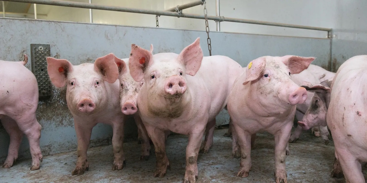 giá heo hơi 30/11/2025, dự báo giá heo hơi, giá heo hơi hôm nay, giá heo hơi, giá heo miền Bắc, giá heo miền Trung, giá heo miền Nam, giá heo hơi mới nhất