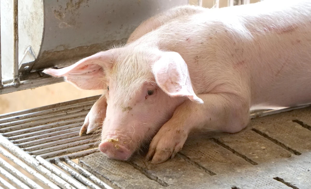 giá heo hơi 30/11/2025, dự báo giá heo hơi, giá heo hơi hôm nay, giá heo hơi, giá heo miền Bắc, giá heo miền Trung, giá heo miền Nam, giá heo hơi mới nhất