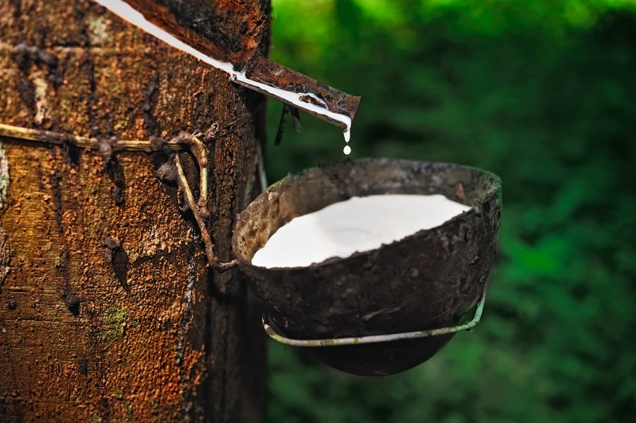 Giá cao su 30/11/2025, giá cao su hôm nay, giá cao su 30/11, giá cao su Nhật Bản, giá cao su Thái Lan, giá cao su Trung Quốc, thị trường cao su quốc tế