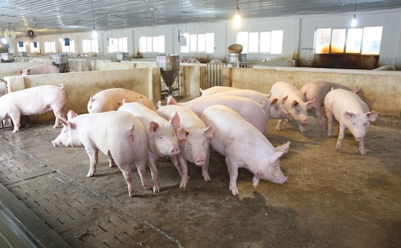 Giá heo hơi 30/11/2025: Tăng mạnh, nhiều nơi lập đỉnh 55.000 đồng/kg