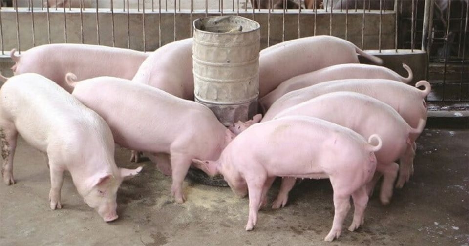 giá heo hơi hôm nay, giá heo hơi 30/11, giá heo, thị trường heo hơi, giá heo miền Bắc, giá heo miền Trung, giá heo miền Nam, giá heo Tết