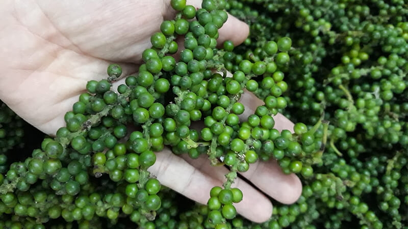 giá tiêu hôm nay, giá tiêu 30/11/2025, thị trường tiêu, tiêu Đắk Lắk, tiêu Gia Lai, xuất khẩu hồ tiêu, dự báo giá tiêu