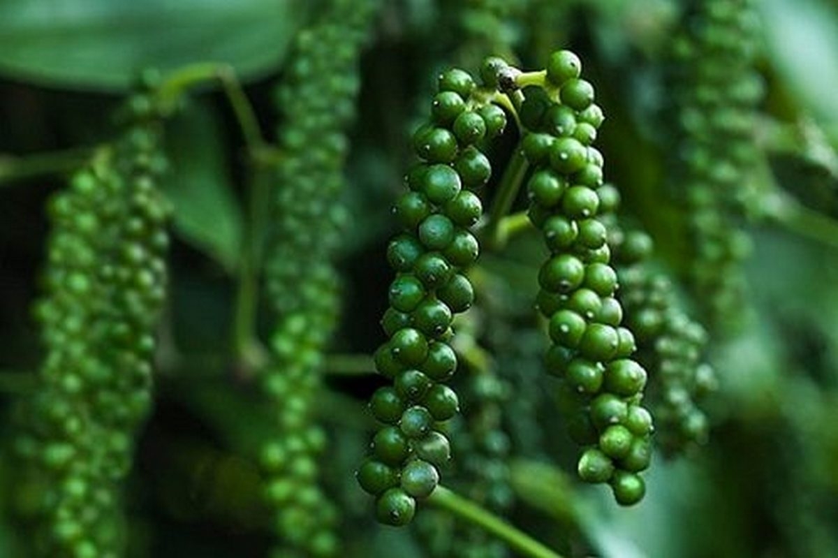 giá tiêu hôm nay, giá tiêu 30/11/2025, thị trường tiêu, tiêu Đắk Lắk, tiêu Gia Lai, xuất khẩu hồ tiêu, dự báo giá tiêu