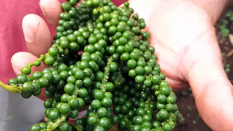 giá tiêu hôm nay, giá tiêu 30/11/2025, thị trường tiêu, tiêu Đắk Lắk, tiêu Gia Lai, xuất khẩu hồ tiêu, dự báo giá tiêu