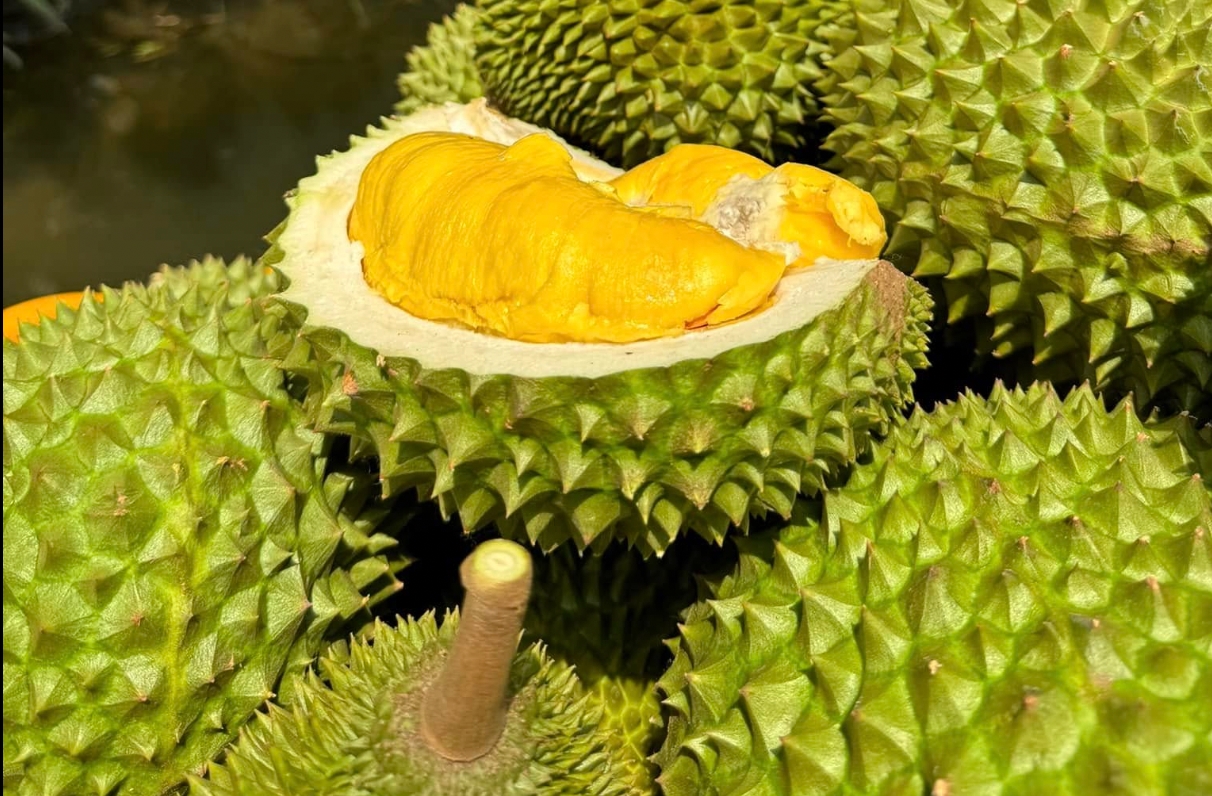 Giá sầu riêng hôm nay 30/11/2025: RI6 đẹp miền Tây giữ vững đỉnh