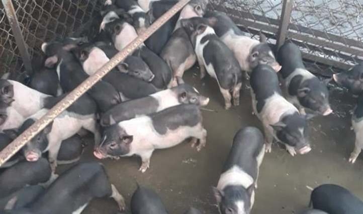 Dự báo giá heo hơi 2/12/2025: Có thể tiếp tục tăng nhẹ 1000 đồng/kg