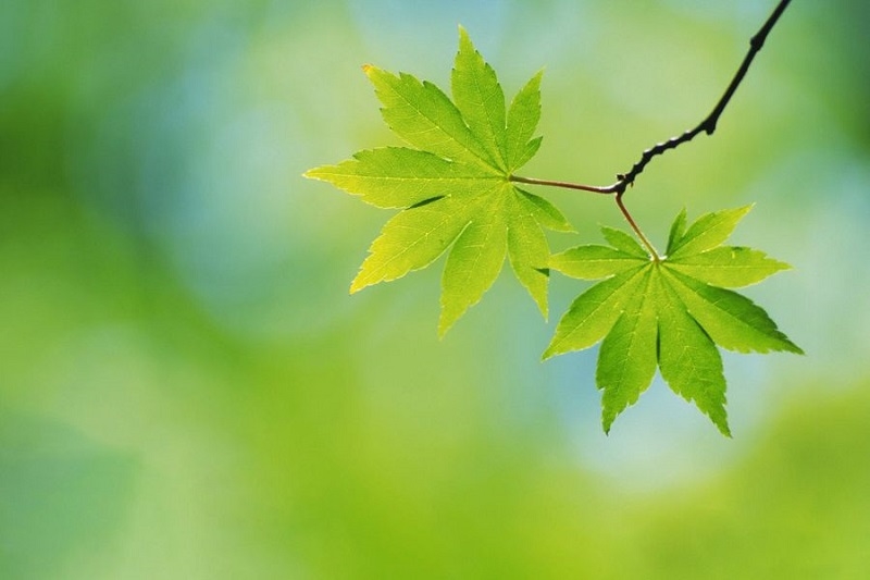 Tử vi 12 con giáp hôm nay 02/12/2025: Tuổi Mão dính thị phi