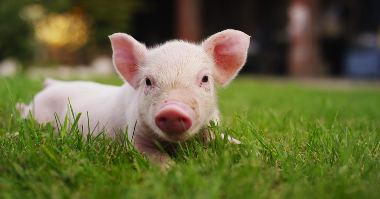 Giá heo hơi hôm nay, giá heo hơi 2/12/2025, giá heo hơi miền Bắc, giá heo hơi miền Nam, giá heo hơi miền Trung, thị trường heo hơi